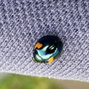 Orcus bilunulatus at Jerrabomberra, NSW - 23 Sep 2022