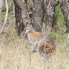 Notamacropus rufogriseus (Red-necked Wallaby) at Isaacs Ridge - 23 Sep 2022 by Mike