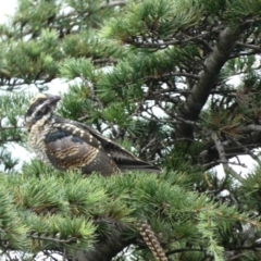 Eudynamys orientalis (Pacific Koel) at Punchbowl, NSW - 18 Jan 2022 by Amata