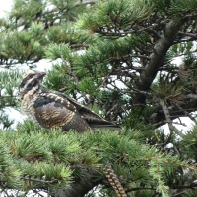 Eudynamys orientalis (Pacific Koel) at Punchbowl, NSW - 18 Jan 2022 by Amata