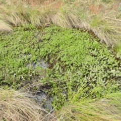 Myriophyllum sp. (Water-milfoil) at Yass River, NSW - 23 Sep 2022 by SenexRugosus