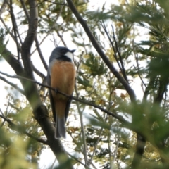 Pachycephala rufiventris (Rufous Whistler) at Rugosa - 23 Sep 2022 by SenexRugosus