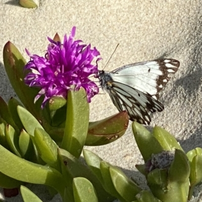 Belenois java (Caper White) at Hawks Nest, NSW - 18 Sep 2022 by GlossyGal