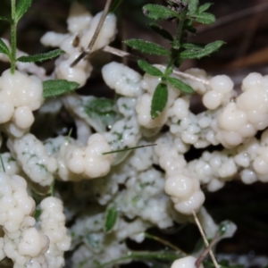 Myxomycete - past plasmodial stage at Jerrabomberra, NSW - 23 Sep 2022