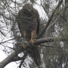 Tachyspiza fasciata (Brown Goshawk) at Paddys River, ACT - 23 Sep 2022 by HelenCross