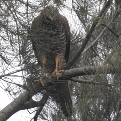 Tachyspiza fasciata (Brown Goshawk) at Paddys River, ACT - 23 Sep 2022 by HelenCross