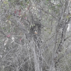 Pachycephala rufiventris at Kambah, ACT - 23 Sep 2022