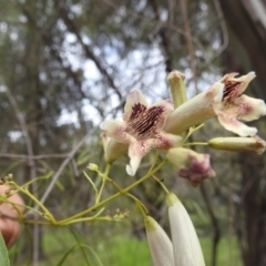 Pandorea pandorana (Wonga Wonga Vine) at Binya, NSW - 17 Sep 2022 by HelenCross