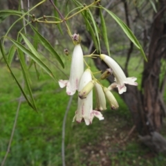 Pandorea pandorana at Binya, NSW - 17 Sep 2022