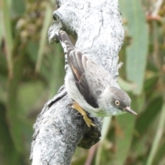 Daphoenositta chrysoptera (Varied Sittella) at Burrinjuck, NSW - 23 Sep 2022 by Sonya_Duus