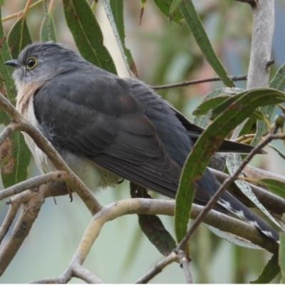 Cacomantis flabelliformis (Fan-tailed Cuckoo) at Burrinjuck, NSW - 23 Sep 2022 by sduus