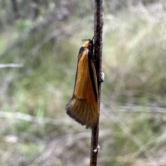 Philobota undescribed species near arabella (A concealer moth) at Ainslie, ACT - 23 Sep 2022 by Pirom