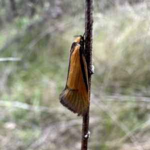 Philobota undescribed species near arabella at Ainslie, ACT - 23 Sep 2022 04:09 PM