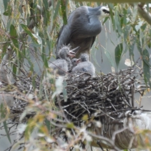 Egretta novaehollandiae at Burrinjuck, NSW - 23 Sep 2022