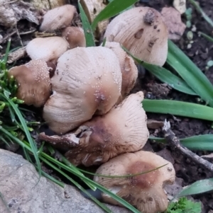 Coprinellus etc. at Bungendore, NSW - 23 Sep 2022