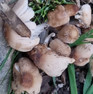 Coprinellus etc. at Bungendore, NSW - suppressed