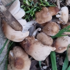 Coprinellus etc. at Bungendore, NSW - suppressed