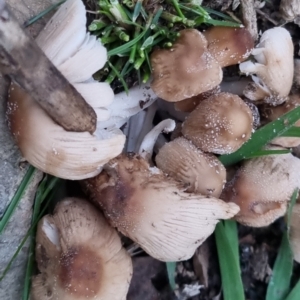 Coprinellus etc. at Bungendore, NSW - suppressed