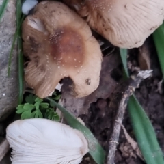 Coprinellus etc. at Bungendore, NSW - 23 Sep 2022