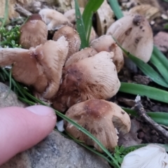 Coprinellus etc. at Bungendore, NSW - 23 Sep 2022