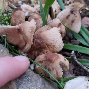 Coprinellus etc. at Bungendore, NSW - suppressed