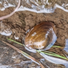 Hyriidae sp. (family) (Freshwater Mussels) at Bungendore, NSW - 23 Sep 2022 by clarehoneydove