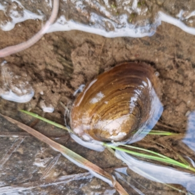 Hyriidae sp. (family) (Freshwater Mussels) at Bungendore, NSW - 23 Sep 2022 by clarehoneydove