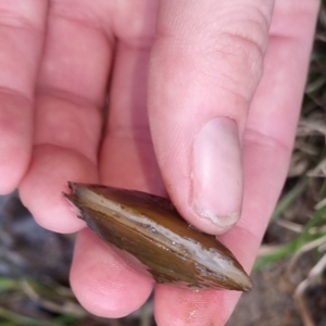 Hyriidae sp. (family) at Bungendore, NSW - 23 Sep 2022