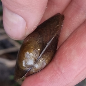 Hyriidae sp. (family) at Bungendore, NSW - 23 Sep 2022