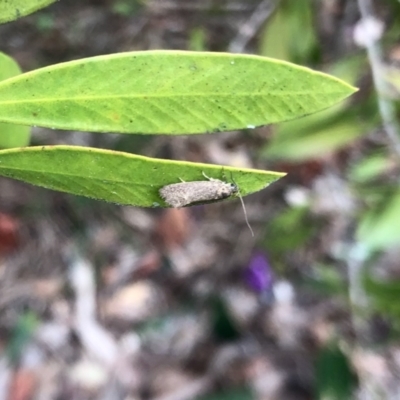Leistomorpha brontoscopa (A concealer moth) at Aranda, ACT - 23 Sep 2022 by KMcCue