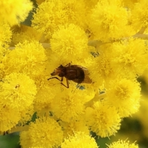 Lauxaniidae (family) at Aranda, ACT - 23 Sep 2022