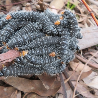 Perga sp. (genus) (Sawfly or Spitfire) at West Belconnen Pond - 23 Sep 2022 by Christine