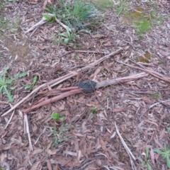 Perga sp. (genus) at Dunlop, ACT - 23 Sep 2022 04:36 PM