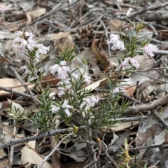 Lissanthe strigosa subsp. subulata (Peach Heath) at Jerrabomberra, NSW - 23 Sep 2022 by SteveBorkowskis