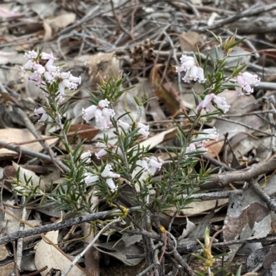 Lissanthe strigosa subsp. subulata (Peach Heath) at Jerrabomberra, NSW - 23 Sep 2022 by SteveBorkowskis