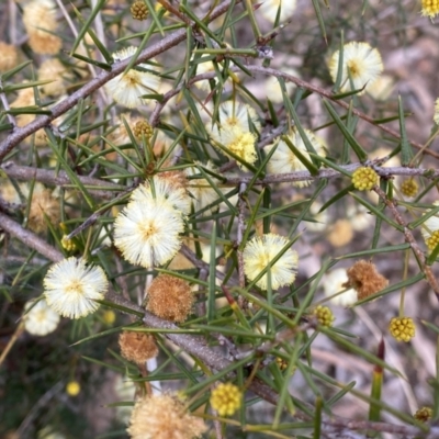 Acacia ulicifolia (Prickly Moses) at Mount Jerrabomberra QP - 23 Sep 2022 by Steve_Bok