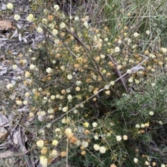 Acacia ulicifolia at Karabar, NSW - 23 Sep 2022 04:06 PM