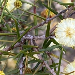 Acacia ulicifolia at Karabar, NSW - 23 Sep 2022 04:06 PM