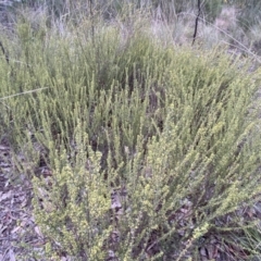 Phyllanthus occidentalis at Jerrabomberra, NSW - 23 Sep 2022 05:28 PM