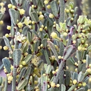 Phyllanthus occidentalis at Jerrabomberra, NSW - 23 Sep 2022