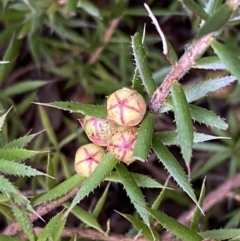 Astroloma humifusum (Cranberry Heath) at Mount Jerrabomberra QP - 23 Sep 2022 by Steve_Bok