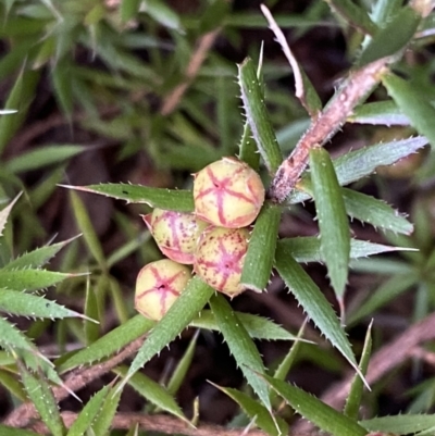 Astroloma humifusum (Cranberry Heath) at Mount Jerrabomberra - 23 Sep 2022 by Steve_Bok
