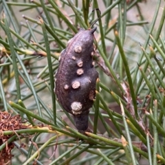 Hakea decurrens subsp. decurrens (Bushy Needlewood) at Jerrabomberra, NSW - 23 Sep 2022 by Steve_Bok