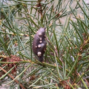 Hakea decurrens subsp. decurrens at Jerrabomberra, NSW - 23 Sep 2022