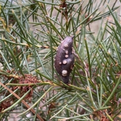 Hakea decurrens subsp. decurrens at Jerrabomberra, NSW - 23 Sep 2022