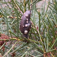 Hakea decurrens subsp. decurrens at Jerrabomberra, NSW - 23 Sep 2022