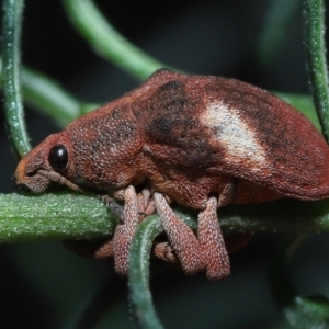 Gonipterus pulverulentus at Acton, ACT - 8 Jul 2022