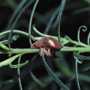 Gonipterus pulverulentus at Acton, ACT - 8 Jul 2022