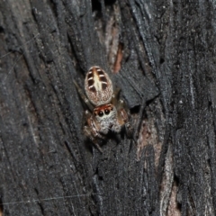 Opisthoncus sexmaculatus at Acton, ACT - 19 Aug 2022