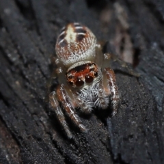 Opisthoncus sexmaculatus at Acton, ACT - 19 Aug 2022